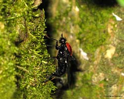 Clitellaria ephippium