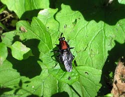 Clitellaria ephippium