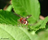 myopa sp. su foglia verde