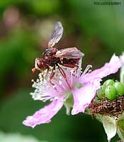 Conopidae su fiori di rovo