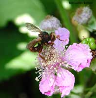 Conopidae su fiori di rovo
