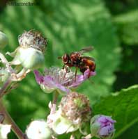 Conopidae su fiori di rovo