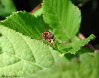 myopa sp. sul fiore di rovo
