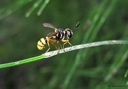 Conops quadrifasciatus