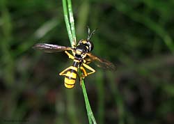 Conops quadrifasciatus