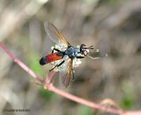 Cylindromyia brassicaria