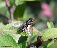 Cylindromyia sp.