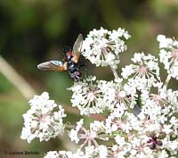 Cylindromyia sp.