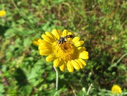 Cylindromyia sp
