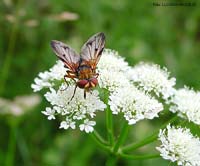 Ectophasia crassipennis