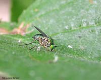 Dittero Dolichopodidae dagli occhi verdi