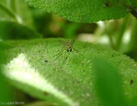 Rhagionidae genere Chrysopilus Rhagionidae genere Chrysopilus