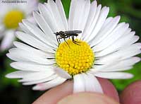 Empididae su un fiore di margherita