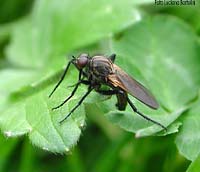 Dittero Empis sp.