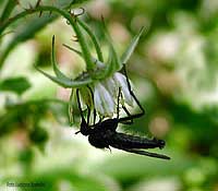 Dittero Empididae appeso ad un fiore di rovo