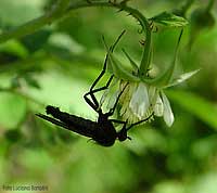 Dittero Empididae appeso ad un fiore di rovo