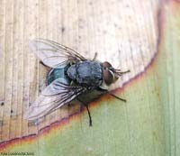 Calliphoridae sp.