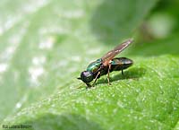 Stratiomyidae sp.
