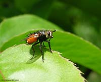 Tachina sp.