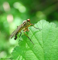Empididae sp.