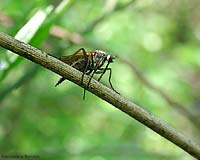 Dittero Empididae sp.
