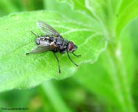 tachinidae sp.