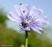 Conopidae in accoppiamento