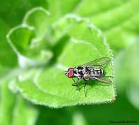 Anthomyiidae sp.