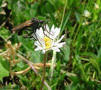 Dittero Empididae sp.