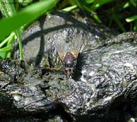 Trypetoptera Punctulata