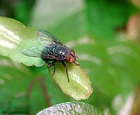 Calliphoridae sp.