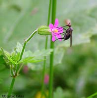 Piccolo dittero Empididae sp. che sugge del nettare