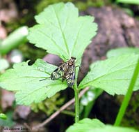 Rhagio scolopaceus