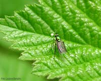 Dittero color verde Dolichopodidae sp.