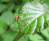 Dittero Chyromya sp.