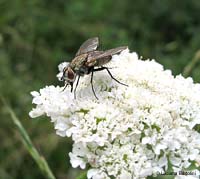 Dittero tachinidae