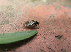 Sphaeroceridae sp.