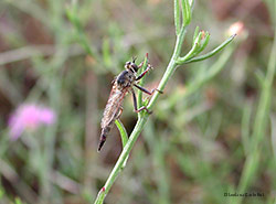 Dittero della famiglia Asilidae