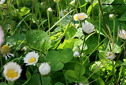 Bibio sp. femmina Bibio sp. femmina