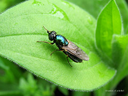 Chloromyia formosa - Stratiomyidae