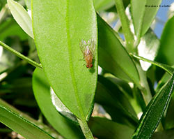 dittero Lauxaniide