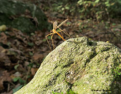 Limoniidae su di un masso in Pratomagno
