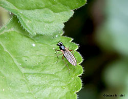 Lonchopteridae sp.