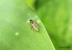 Lonchopteridae sp.