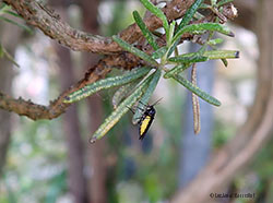 Sciaridae sp.