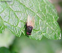 Minettia longipennis