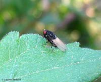 Dittero Minettia longipennis