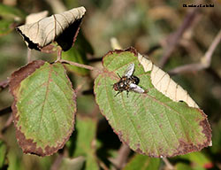 Dittero tachinidae