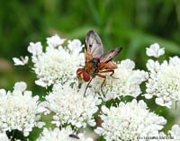 Ectophasia crassipennis,un tachinidae colorato