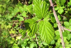 Ectophasia crassipennis